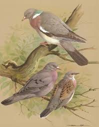 Wood Pigeon Stock Dove Turtle Dove Home Decor Print Nature Summer Gift In 2020 Bird Drawings Bird Prints Bird Artwork