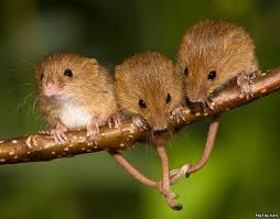16 Pictures Of Animals Holding Hands Animal Pictures Cute Animals Animals Beautiful