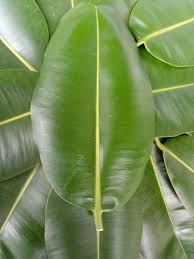 Image result for Calophyllum inophyllum