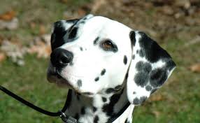 What Are The Best Dog Foods For Dalmatians