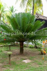 Image result for Cycas thouarsii