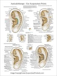 Auriculotherapy Ear Acupuncture Poster Ear Reflexology Acupuncture Acupressure Treatment