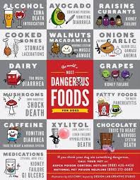 19 Healthiest Foods You Need To Give To Your Dog What To Avoid Dangerous Foods For Dogs Dog Food Recipes Dog Eating