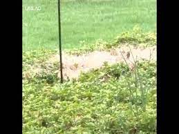 Squirrel on greased pole squirrel baffle entertainment kitten with a pole. Funny Squirrel Slides Down Pole Youtube