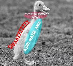 Hayvanlari Nasil Ve Neresinden Sevmemiz Gerektigini Renklerle Anlatan 8 Infografik Onedio Com