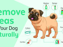 30 Ways To Naturally Prevent And Get Rid Of Fleas On Dogs Jet Pet Resort