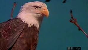 A perfect eyesight for human is standardized at 20/20 but an eagle eyesight has a visual acuity of 20/4, meaning that what you can see clearly at 20 feet, an eagle can see it with the same crystal clearness at 100 feet away. Bald Eagle Size Habitat Diet Facts Britannica