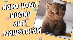 Maybe you would like to learn more about one of these? Nama Nama Kucing Jantan Dan Betina Yang Bagus Youtube