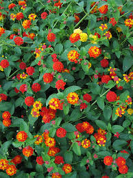 Image result for Lantana ukambensis