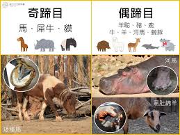 奇蹄目和偶蹄目動物- 新竹市立動物園
