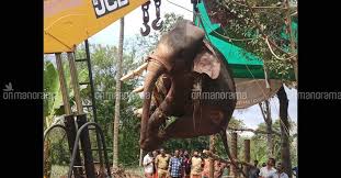 Image result for image of captive elephant