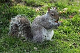 Animal Cute Eat Eating Forest Animals Animals Wild Wild Animals Pictures
