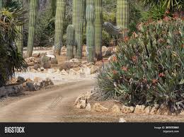 Succulents are a group of plant families that store water in their stems, leaves and roots. Cactus Succulent Image Photo Free Trial Bigstock
