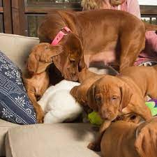 We breed because we love the breed! Vizsla Puppy For Sale In Austin Tx Adn 28844 On Puppyfinder Com Gender Female Age 9 Weeks Old Vizsla Puppies For Sale Vizsla Dogs Vizsla Puppies