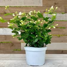 Image result for Jasminum sambac
