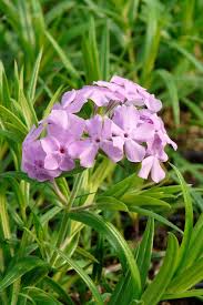 Image result for Plicosepalus sagittifolius