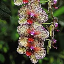 Pin By Jenni Miller On Flowers Beautiful Orchids Orchid Seeds Rare Flowers