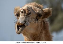 4k00.14camel with one hump tied to stone in desert. Shutterstock Puzzlepix
