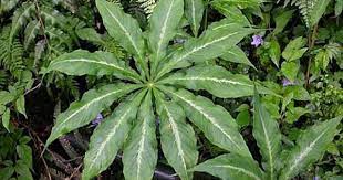 台灣天南星 cleyera 的部落格 痞客邦 plant leaves plants leaves