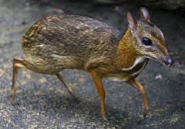 The Mouse Deer Chevrotain Is The Smallest Hoofed Mammal In The World Mouse Deer Mammals Small Deer
