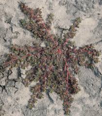 Image result for Euphorbia inaequilatera