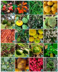 Image result for Uvaria edulis