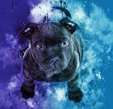 Download hd wallpapers for free on unsplash. Download 2248x2248 Wallpaper Black Puppy Dog Cute Digital Art Ipad Air Ipad Air 2 Ipad 3 Ipad 4 Ipad Mini 2 Ipad Mini 3 2248x2248 Hd Image Background 3441