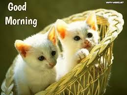 We did not find results for: Morning Wishes Good Morning Images Animals Animaltree