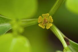 Image result for Euphorbia transvaalensis