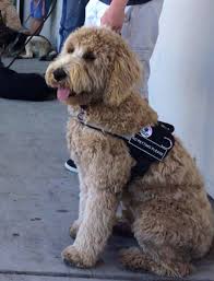 Even better, a good standard poodle is one of the smartest and most trainable of all breeds. Pros And Cons Of Poodles As Service Dogs Mini Aussiedoodles And Australian Labradoodle Puppies Best Aussiedoodle Breeders In Washington State Portland Oregon