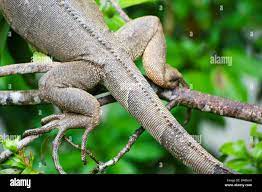 Iguana, a genus of herbivorous lizards, derived from the Spanish form of  the original Taino name for the species, iwana Stock Photo - Alamy