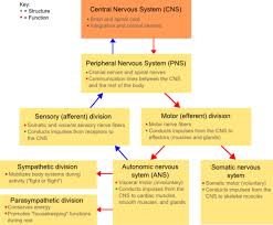 Fundamentals Of Neuroscience Classification Of The Nervous