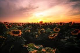 We did not find results for: Sunflower Field Photoshoot Ideas And Tips For Stunning Results