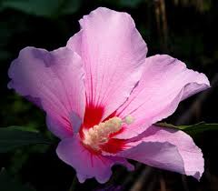 Rose of sharon is the national flower of korea. Crunchyroll Forum National Flower Page 5