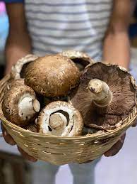The common mushroom has a complicated taxonomic history. Portobello Mushrooms Nature S Soul