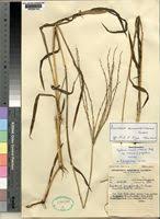 Image result for Digitaria acuminatissima
