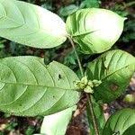 Image result for Tricalysia