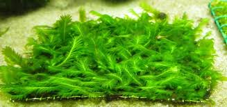 Image result for Lomariopsis hederacea