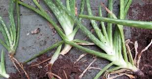 How To Grow Lucky Bamboo Can Bamboo Grow In Water Indoor Bamboo Care Urdu Hindi Youtube Aloe Vera Plant Plants Aloe Plant