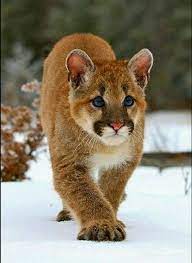 watching you wilde katzen wilde tiere tiere