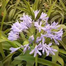 Image result for Agapanthus africanus