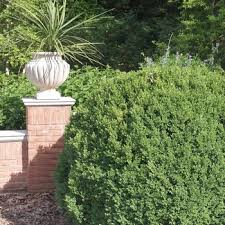 Image result for Buxus acutata