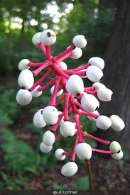 Image result for Pouchetia baumanniana