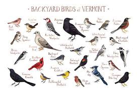 Birds Of The Bahamas Field Guide Vermont Backyard Birds Field Guide Art Print Watercolor Painting Wall Art Nature Print Bird Poster Backyard Birds Bird Poster Field Guide