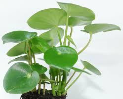 Check spelling or type a new query. Coin Leaf Peperomia Peperomia Polybotrya