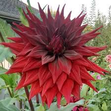 Black Monarch Giant Dahlia Tubers Beautiful Flowers Dahlia Herbaceous Perennials
