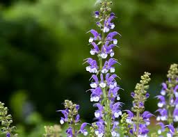 Image result for Halopegia azurea