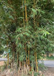 Image result for Bambusa vulgaris