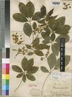 Image result for Vitex ferruginea