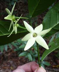 Image result for isolona